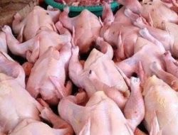 Kinerja Disperindag Diduga Mandul, Tak Terkendali, Harga Ayam Potong Melambung Tinggi di Pasar Kuala Tungkal