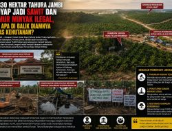 15.830 Hektar Tahura Jambi Lenyap Jadi Sawit dan Sumur Minyak Ilegal, Ada Apa di Balik Diamnya Dinas Kehutanan?